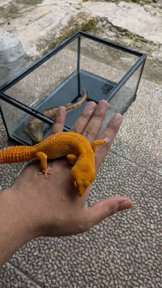 LEOPARD GECKO SUNGLOW UKURAN DEWASA