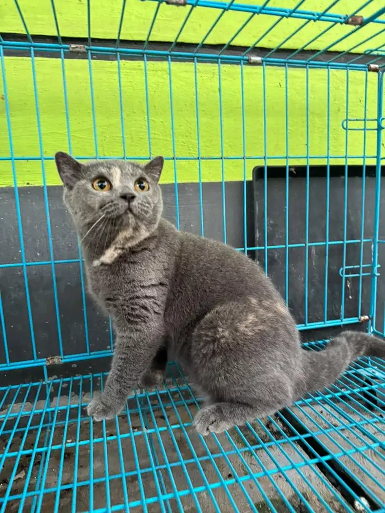 Indukan British Short Hair / BSH Blue Torti 2 Tahun