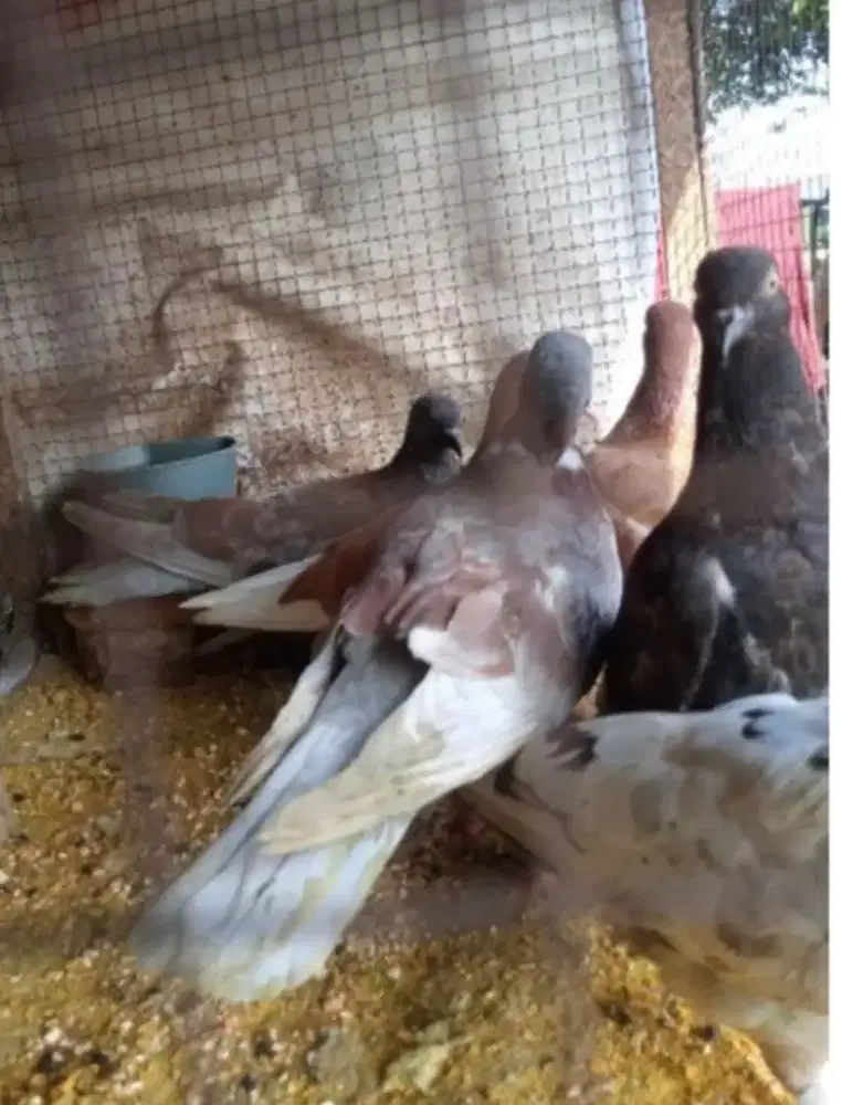 Merpati campuran