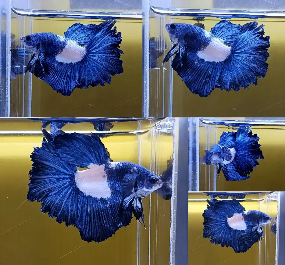 ikan cupang halfmoon blue rim