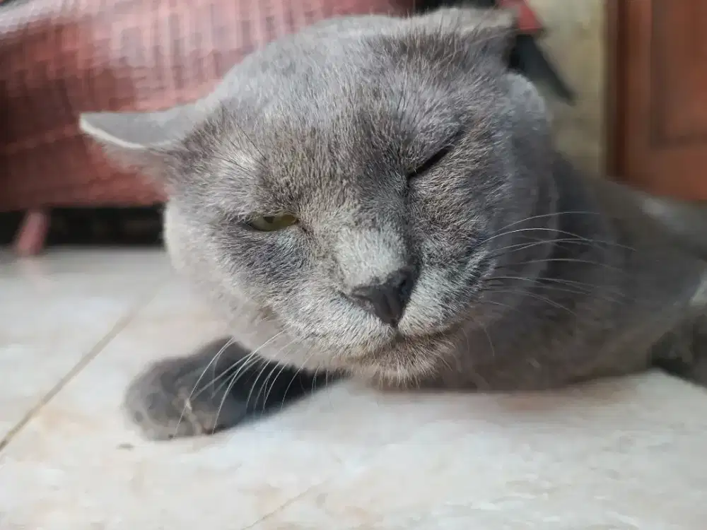 Dijual Kucing British Mix Blue + Kandang Paket Lengkap