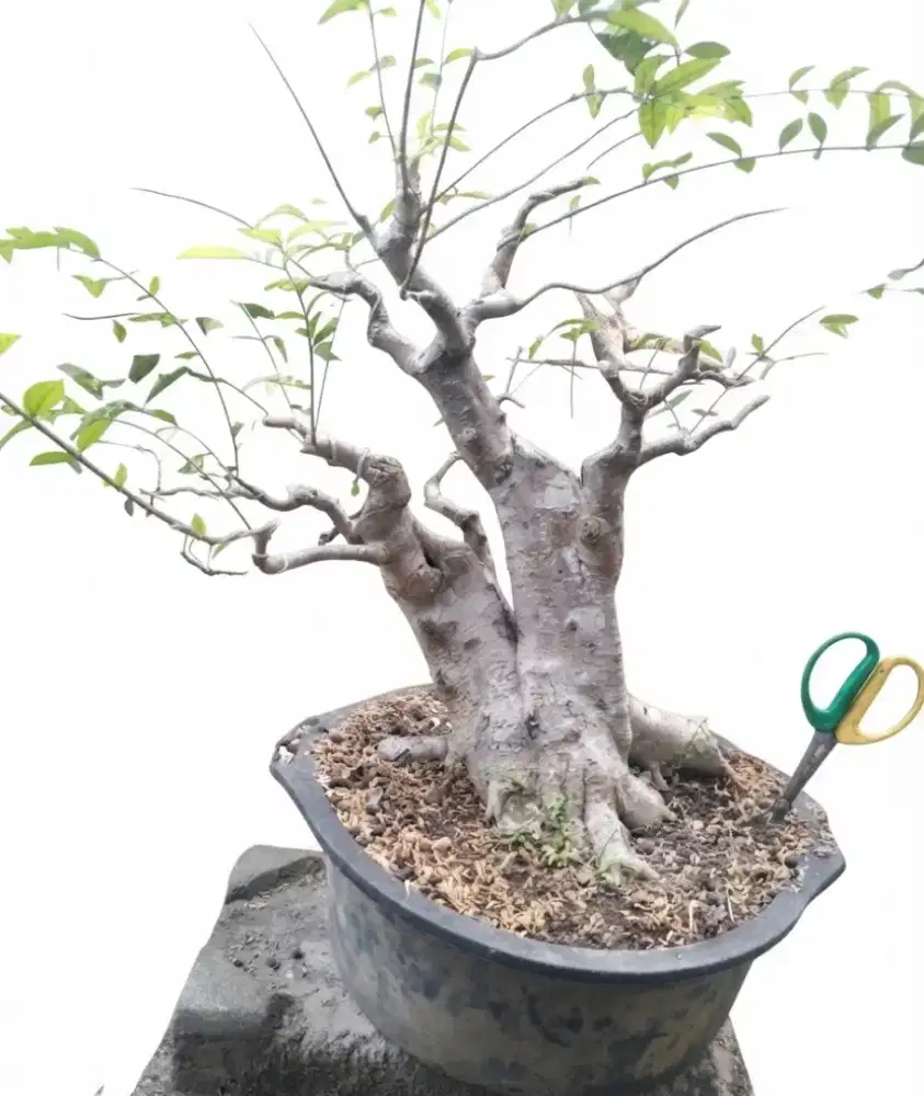 Bahan bonsai anting putri jumbo