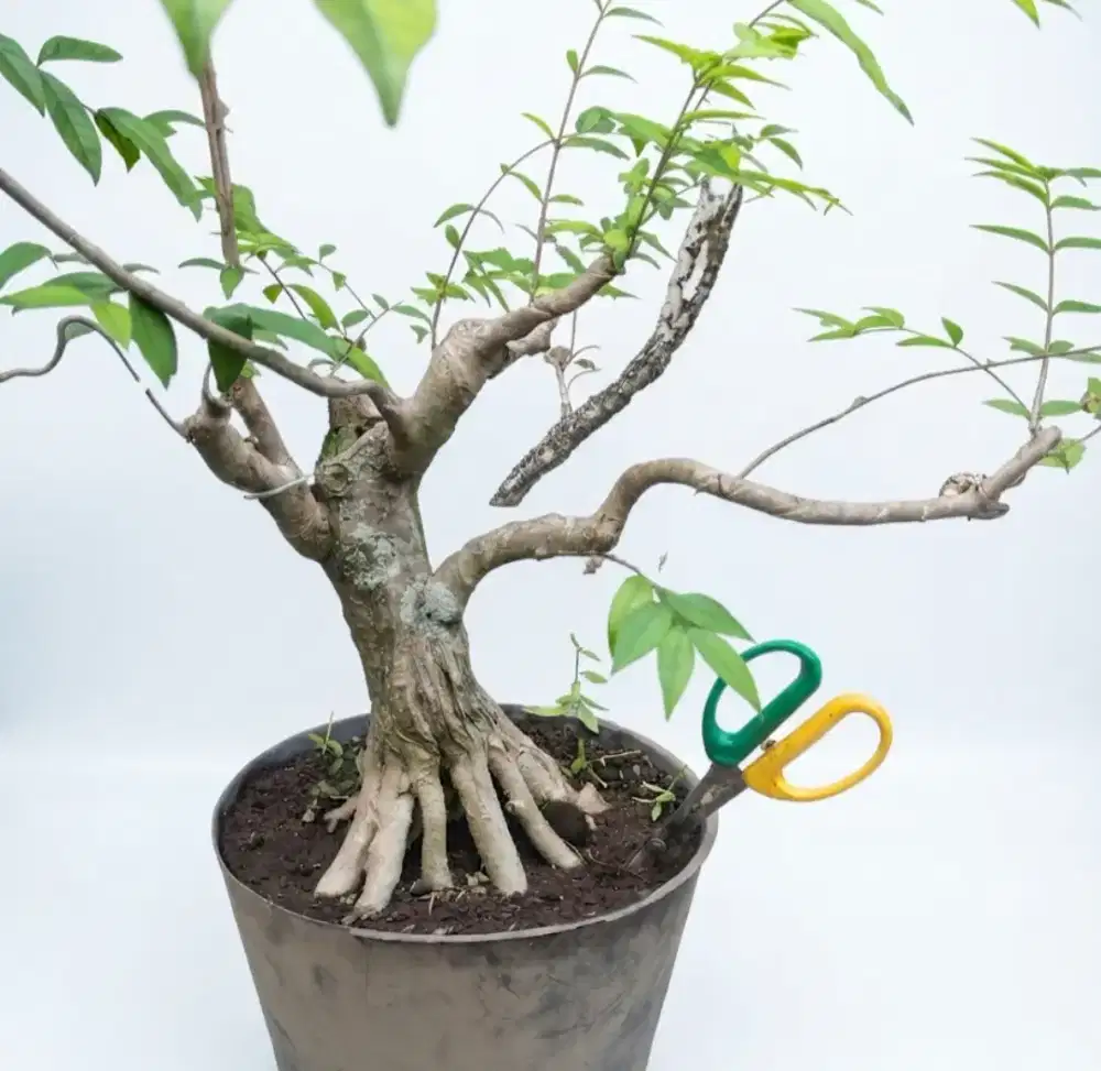 Bahan bonsai anting putri