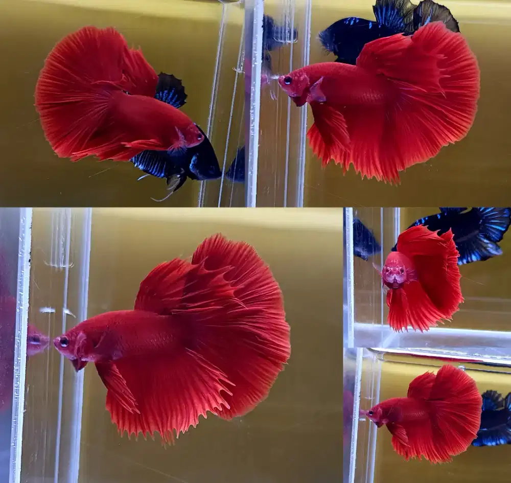 ikan cupang halfmoon super red