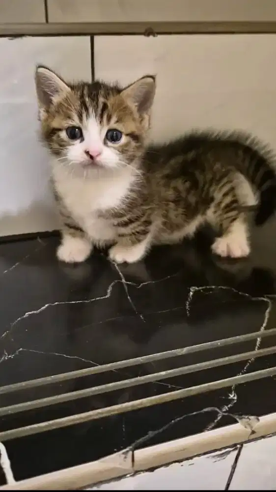 KUCING MUNCHKIN GENETTA