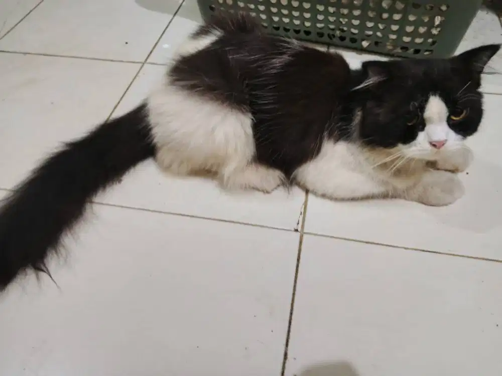 Kucing jantan tuxedo