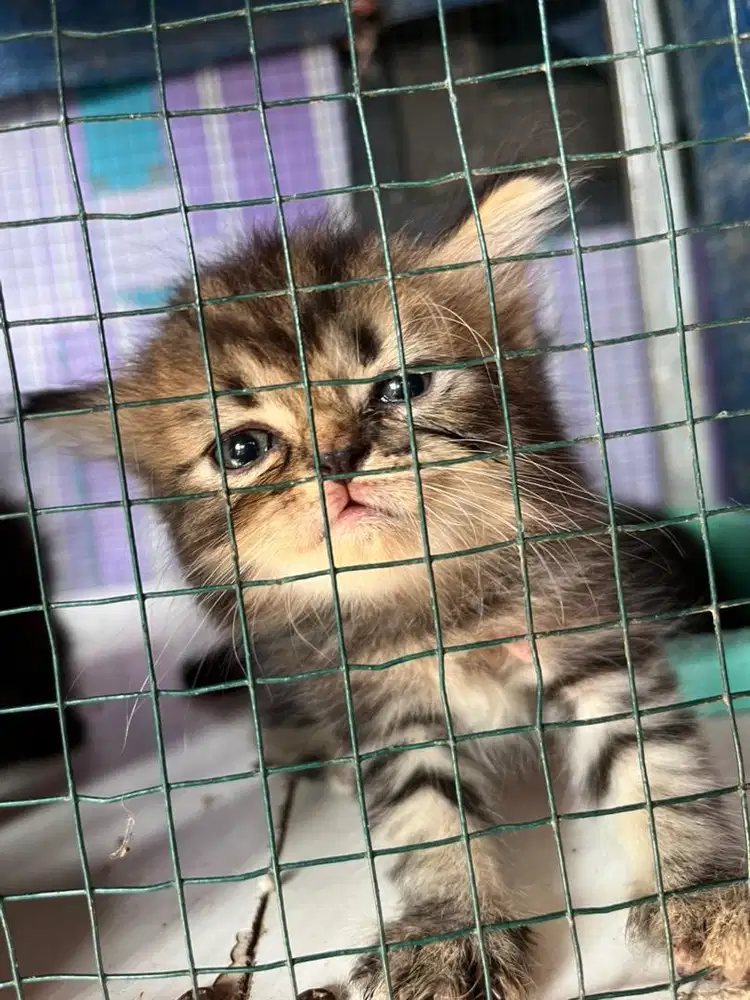 Kitten Persia Betina