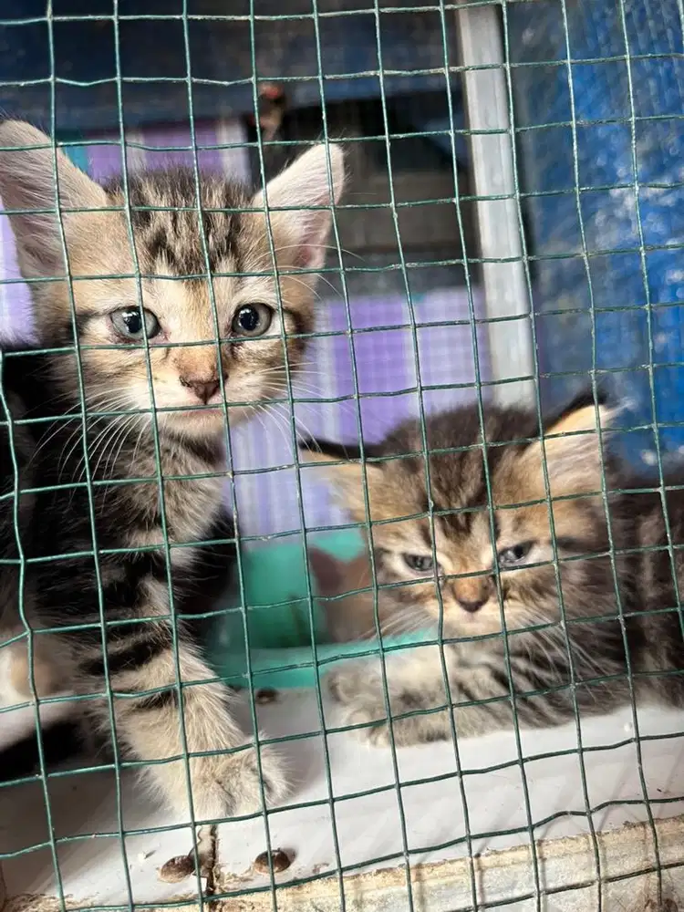 Kitten Persia Jantan