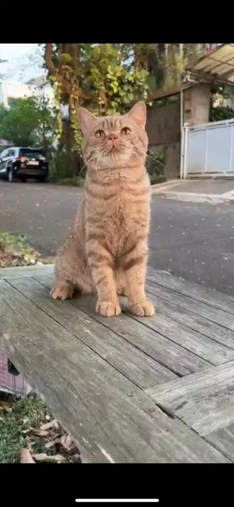 kucing Jantan BSH Jantan Cinamon tabby