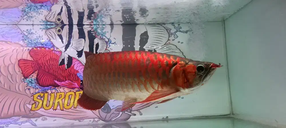 Super red 45cm good anatomi