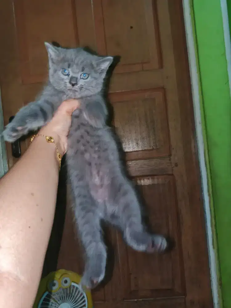 Anakan kucing abu2 jantan