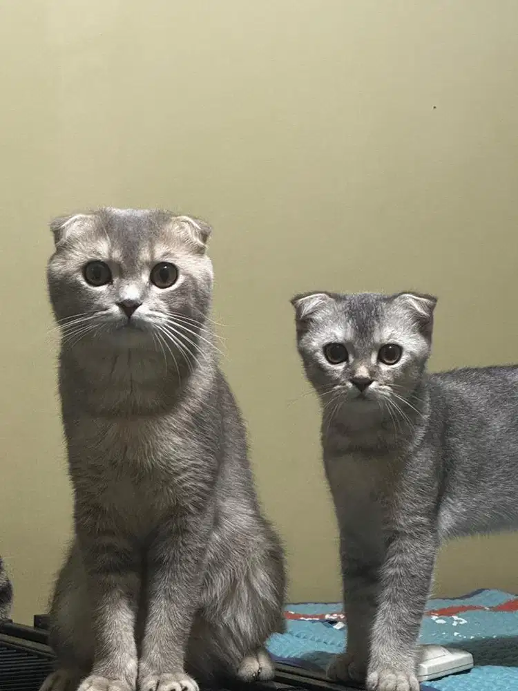 Kucing scottish fold