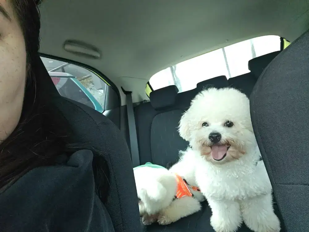 Bichon Frise Jantan