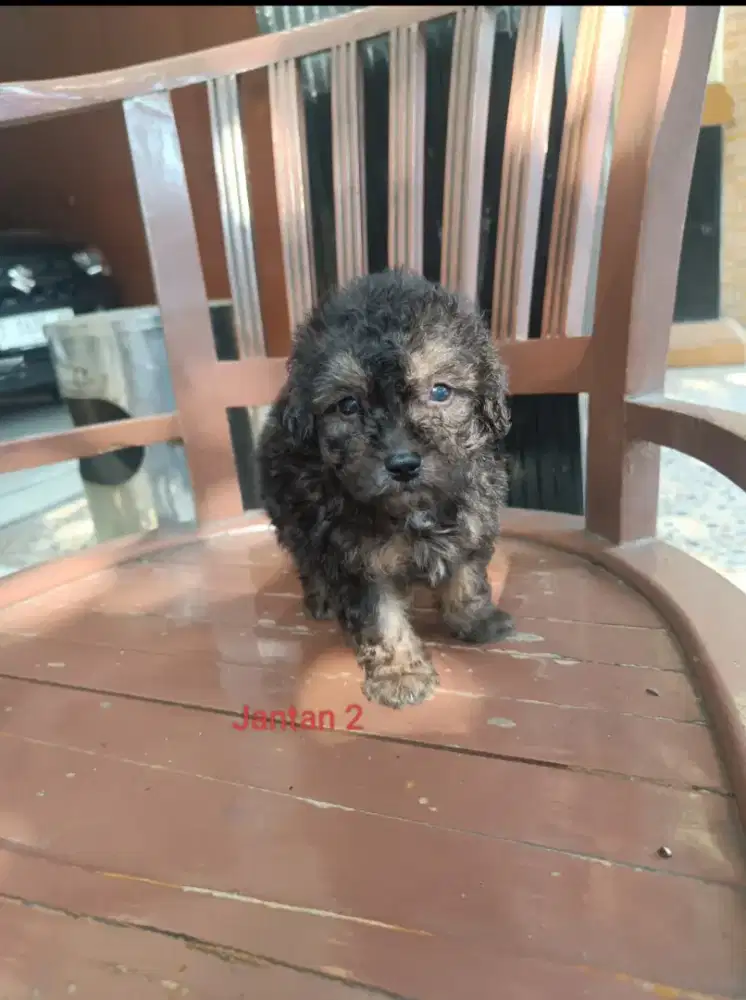 Jantan poodle non stb