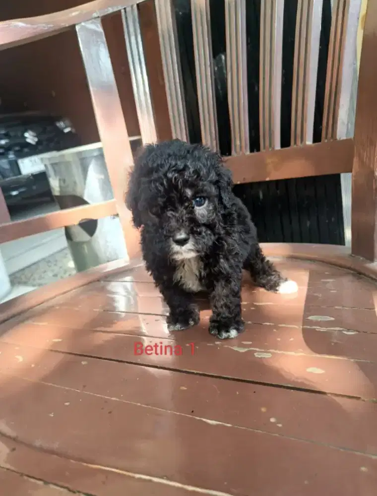 Poodle betina non stb
