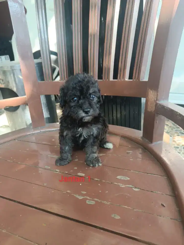 Poodle podle jantan