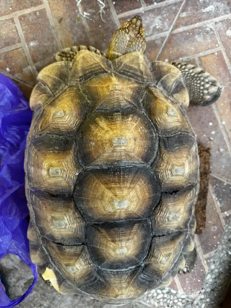 KURA KURA SULCATA