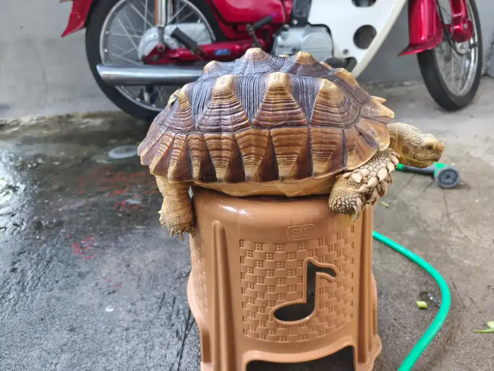 sulcata perkiraan betina 28/29cm