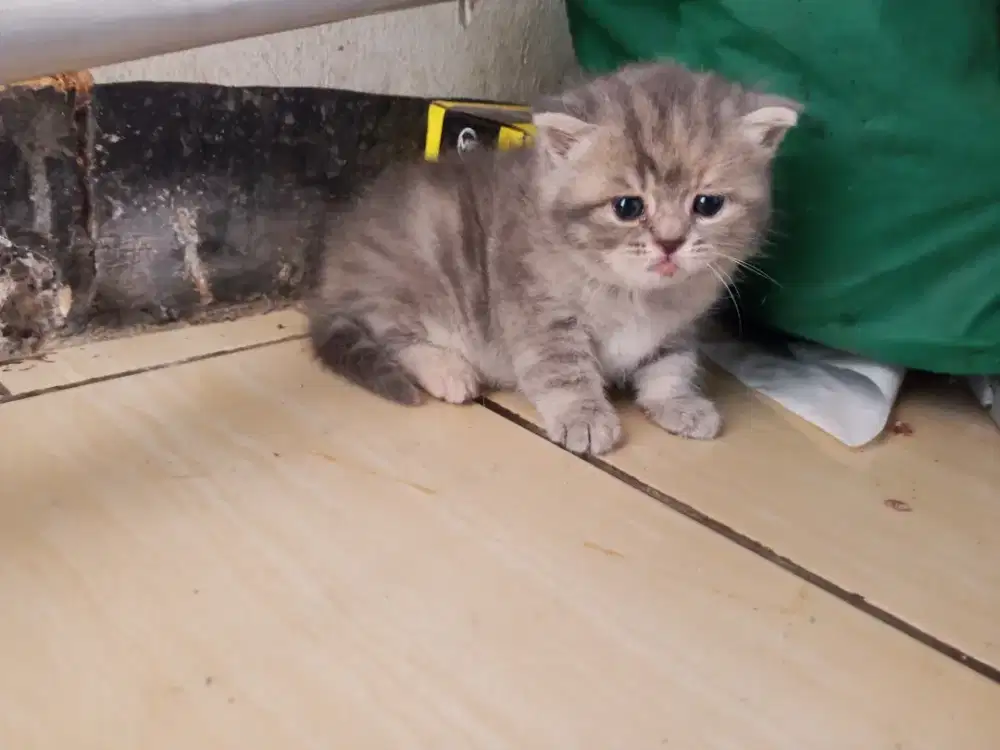 Kucing British shorts hair blue tabby