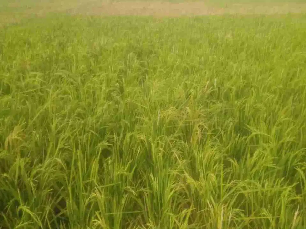 Dijual sawah permeter 350ribu