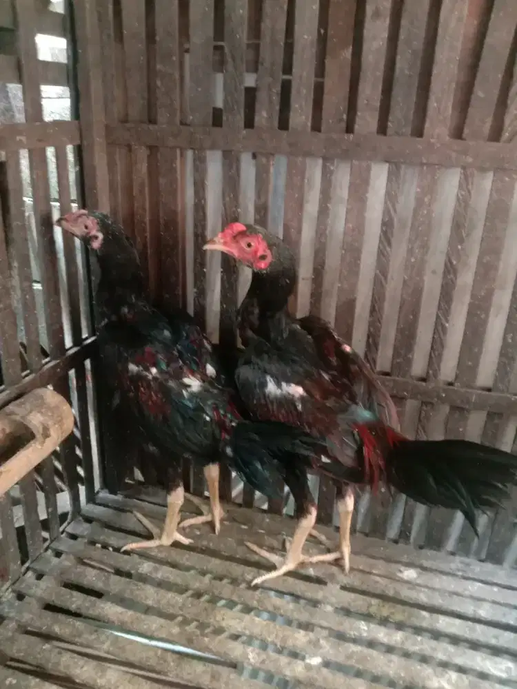 Ayam jenis bangkok