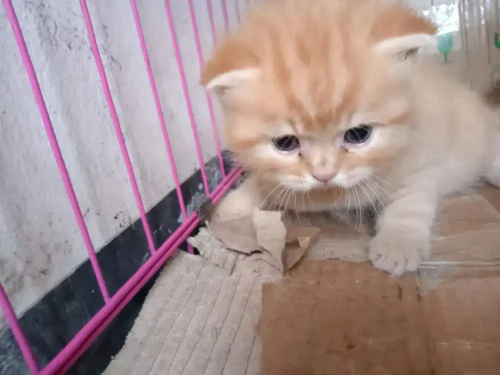 Kitten British shorts hair red tabby