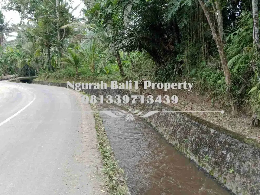 Disewakanl Tanah Murah Luas 60  Are Pemandangan Hutan di Ubud Pejeng