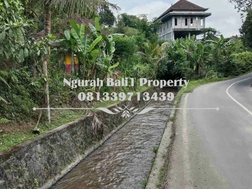 Disewakanl Tanah Murah Luas 60  Are Pemandangan Hutan di Ubud Pejeng - Thumbnail 5
