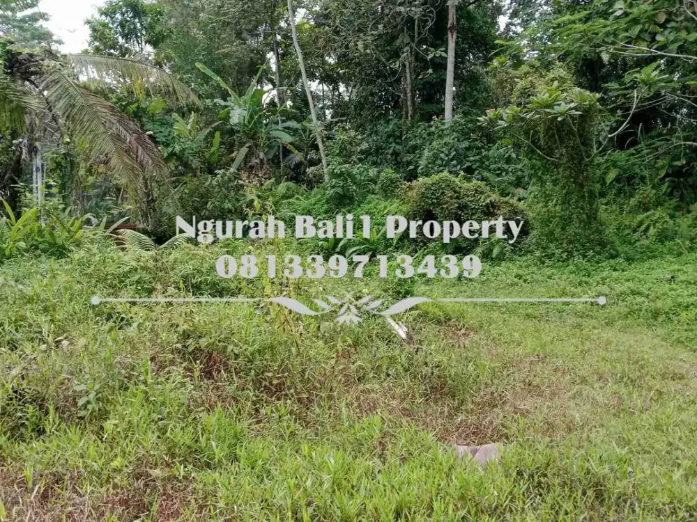 Disewakanl Tanah Murah Luas 60  Are Pemandangan Hutan di Ubud Pejeng - Thumbnail 3