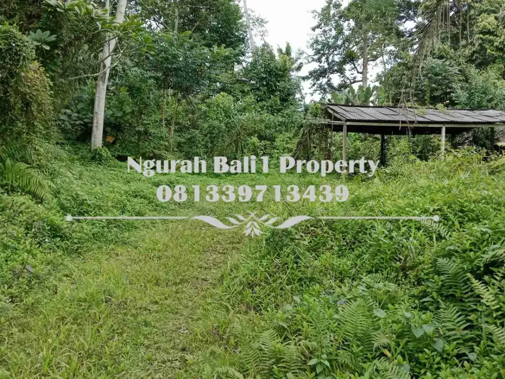 Disewakanl Tanah Murah Luas 60  Are Pemandangan Hutan di Ubud Pejeng - Thumbnail 4