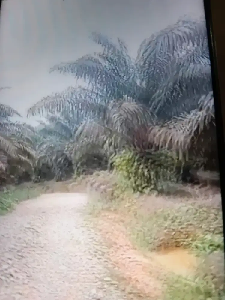 Kebun sawit luas 50 hektar di jambi