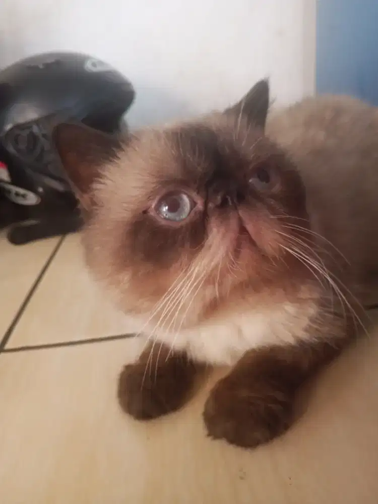 Kucing Exotic Himalayan Shorthair Jantan – Usia 16 Bulan