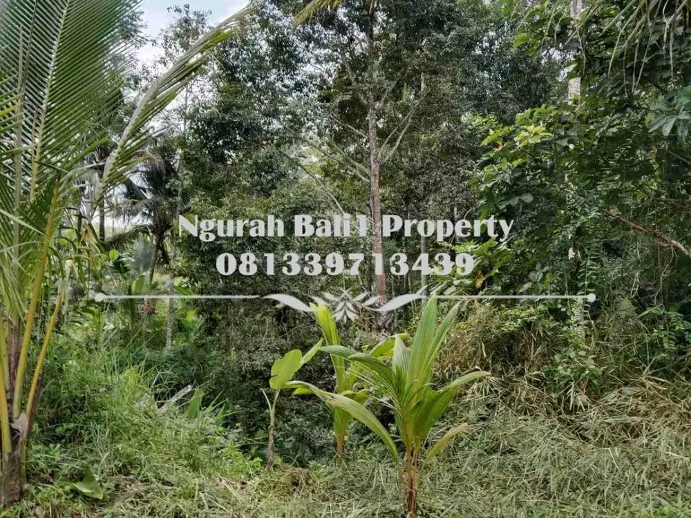 Disewakanl Tanah Murah Luas 55  Are Pemandangan Hutan di Ubud Pejeng