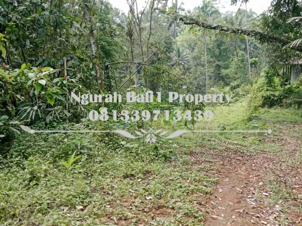Disewakanl Tanah Murah Luas 55  Are Pemandangan Hutan di Ubud Pejeng - Thumbnail 5
