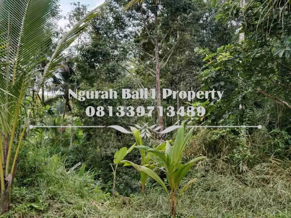 Disewakanl Tanah Murah Luas 55  Are Pemandangan Hutan di Ubud Pejeng - Thumbnail 3