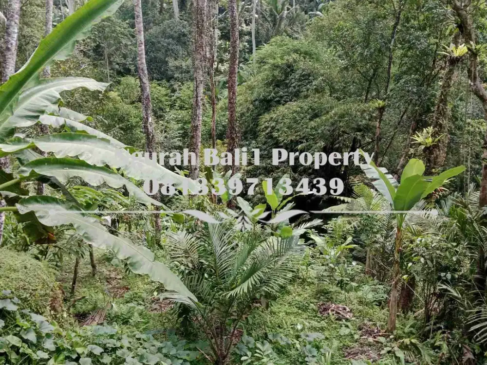 Disewakanl Tanah Murah Luas 55  Are Pemandangan Hutan di Ubud Pejeng - Thumbnail 2