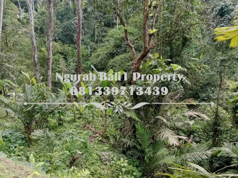 Disewakanl Tanah Murah Luas 55  Are Pemandangan Hutan di Ubud Pejeng - Thumbnail 4