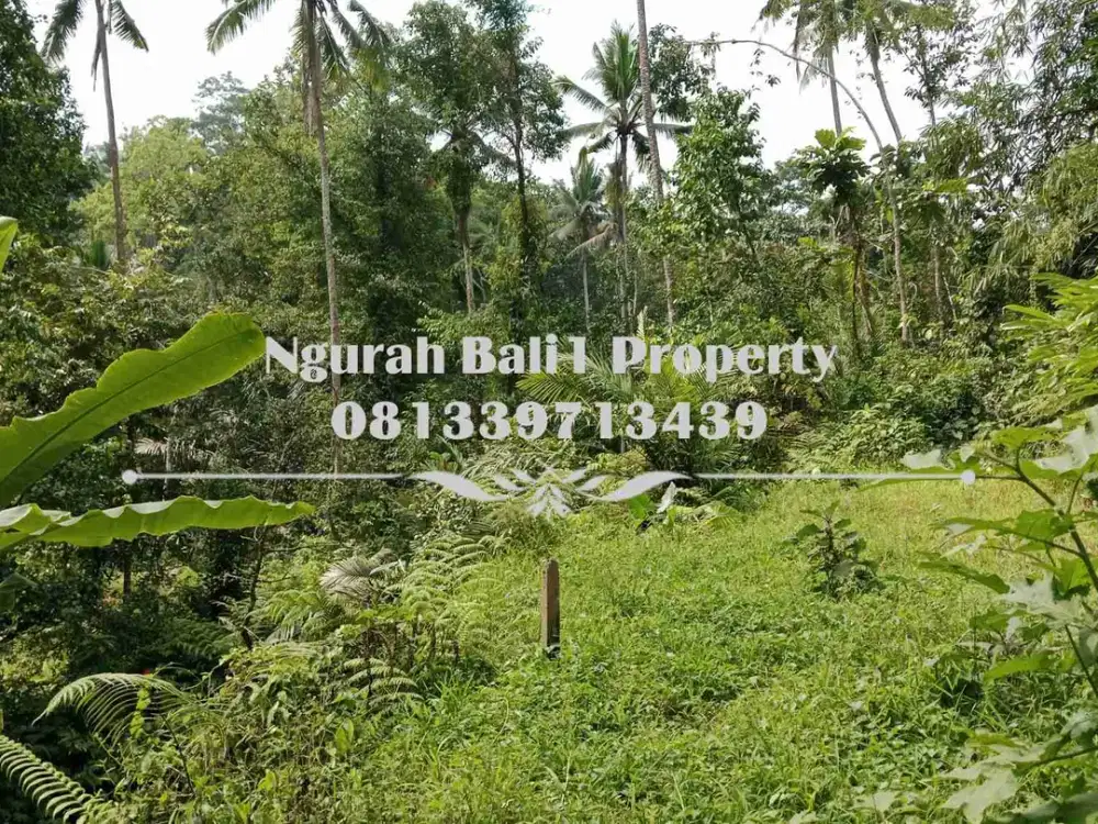Disewakanl Tanah Murah Luas 55  Are Pemandangan Hutan di Ubud Pejeng - Thumbnail 6
