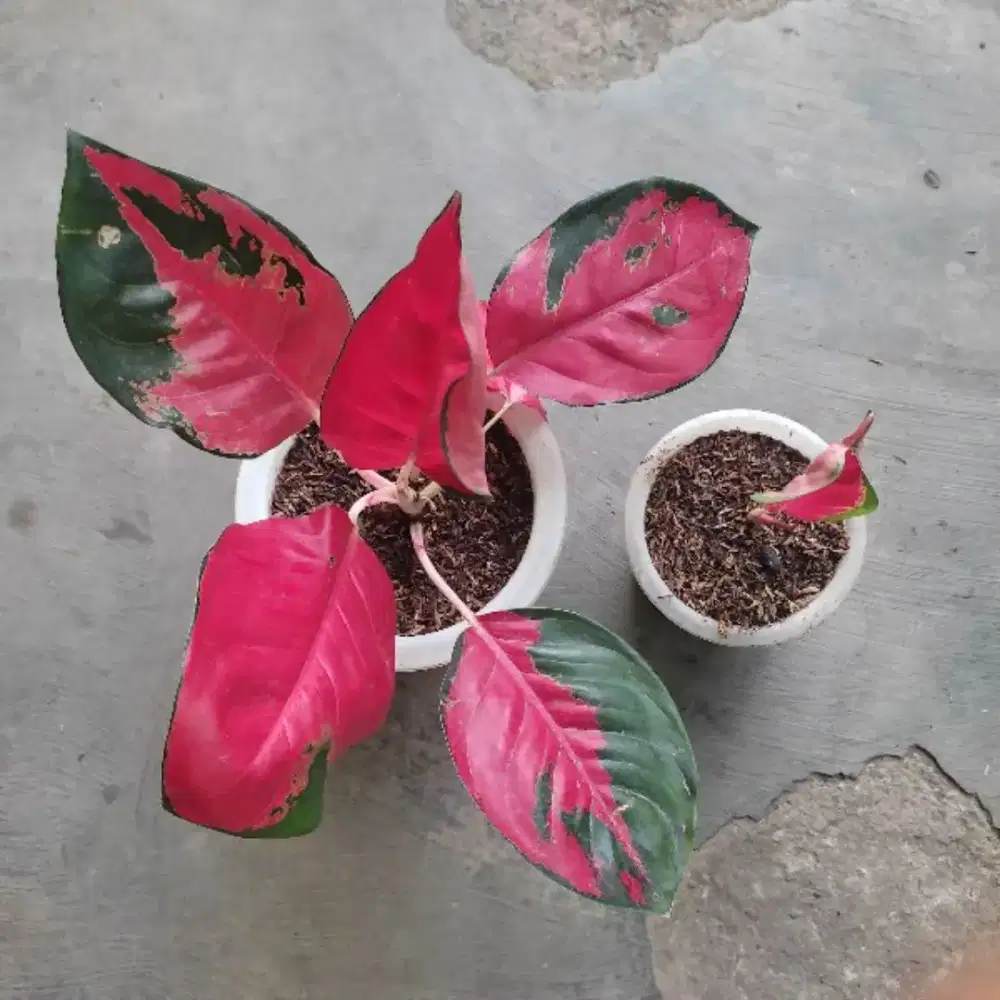 JUAL TANAMAN AGLONEMA SUKSOM LOKAL BACA DESKRIPSI