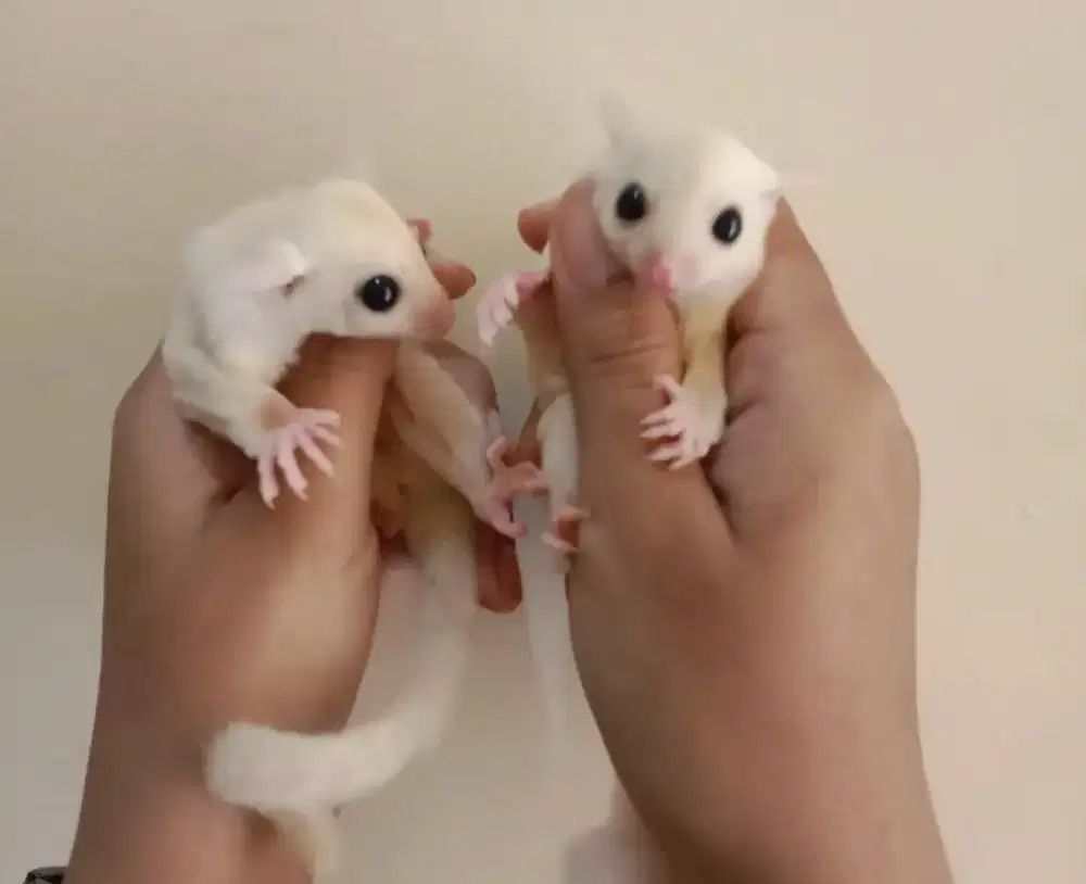 Sugar glider leucistic