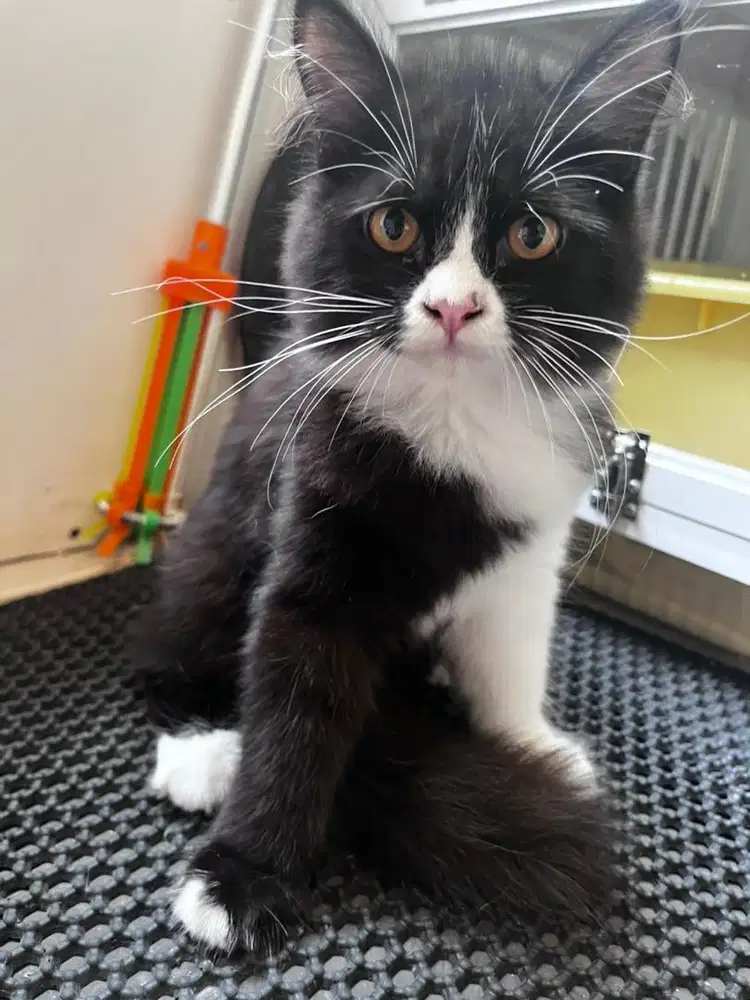 Open adop kucing