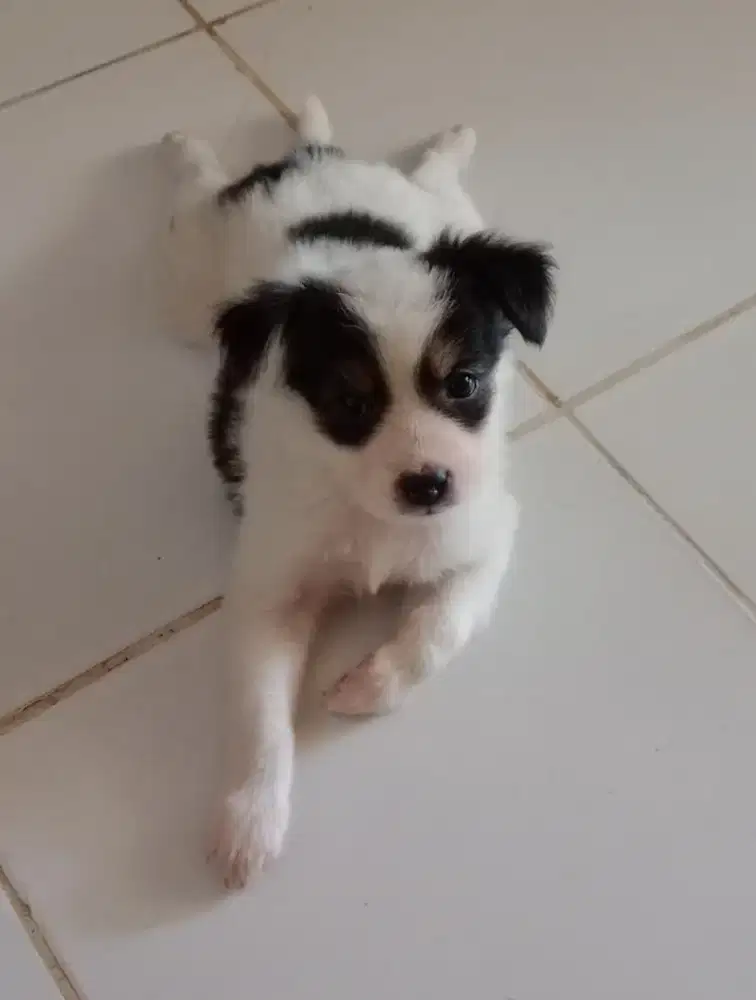 Anak Anjing Cakep bangets