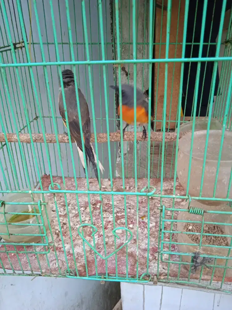 jual burung mantenan sepasang