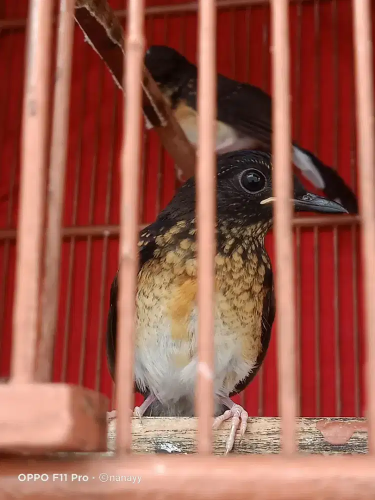Murai batu trotol