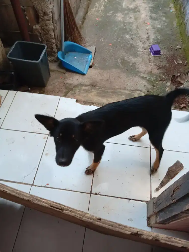 Dijual anjing ±4 bulan