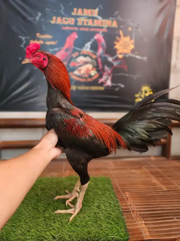 Ayam bangkok bk pakoy super tehnik gulung pukul kerass