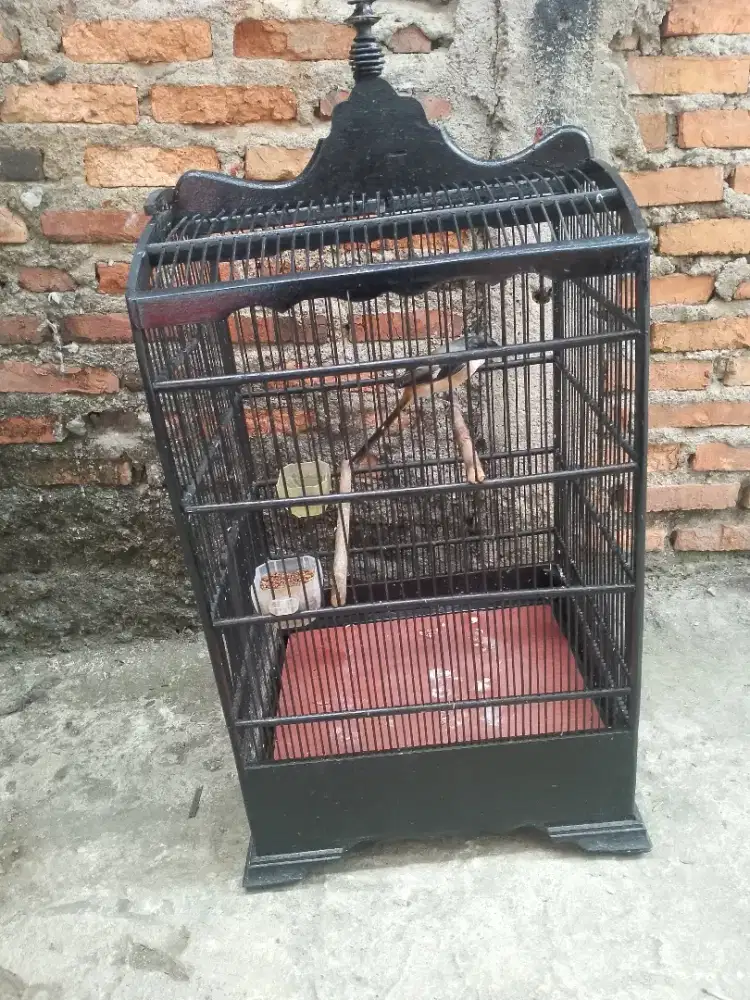 Burung pentet fullset rajin bunyi
