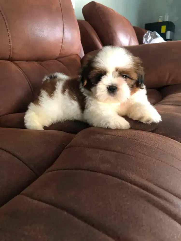 Shihtzu tricolor jantan •AMERICANO•