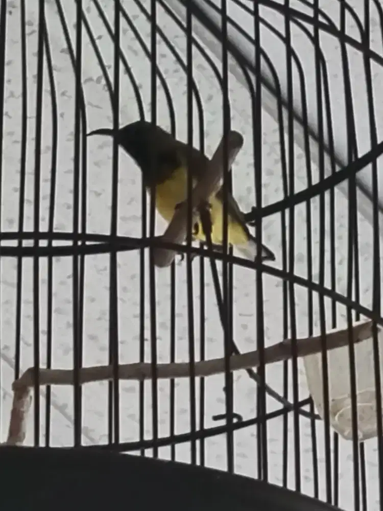 Burung mungil kuning metalik