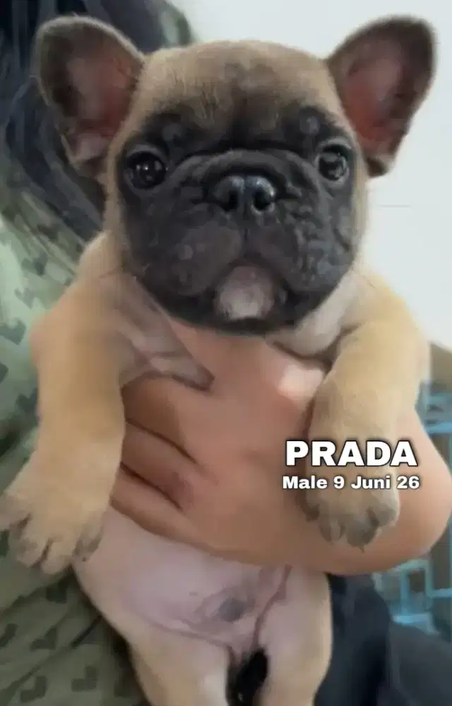 French bulldog fawn jantan •PRADA•